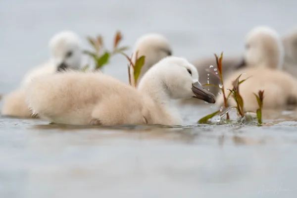 Höckerschwan (Cygnus olor)