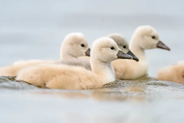 Höckerschwan (Cygnus olor)