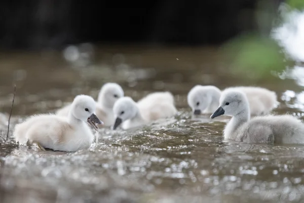 Höckerschwan (Cygnus olor)