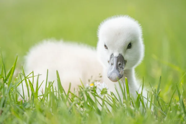 Höckerschwan (Cygnus olor)