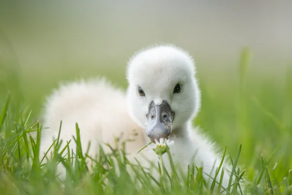 Höckerschwan (Cygnus olor)