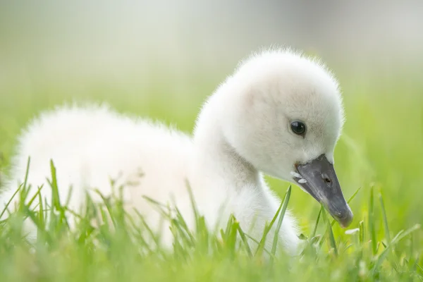 Höckerschwan (Cygnus olor)