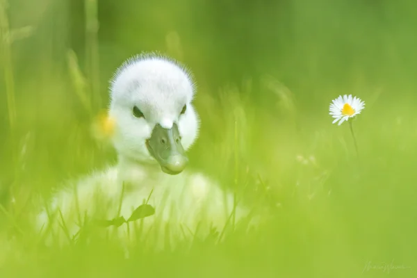 Höckerschwan (Cygnus olor)