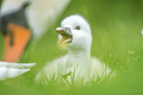Höckerschwan (Cygnus olor)