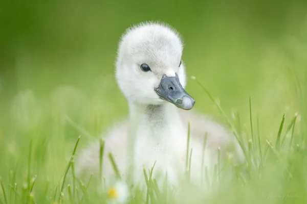 Höckerschwan