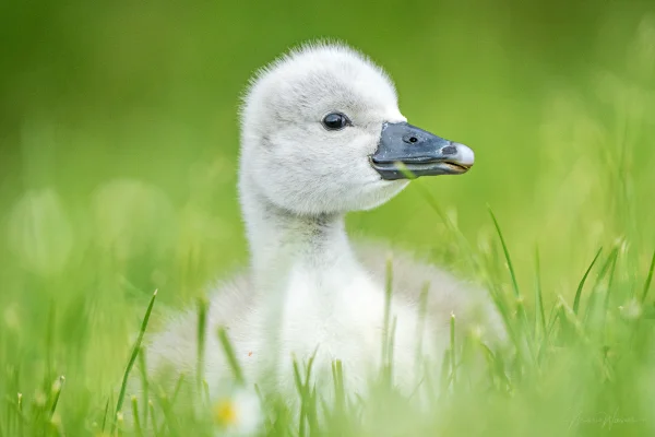Höckerschwan (Cygnus olor)