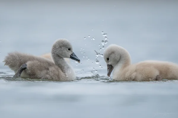 Höckerschwan (Cygnus olor)