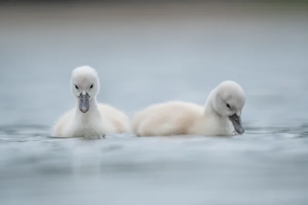Höckerschwan (Cygnus olor)