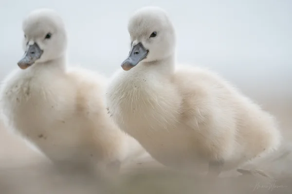Höckerschwan (Cygnus olor)