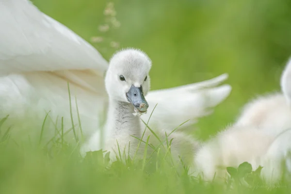Höckerschwan (Cygnus olor)