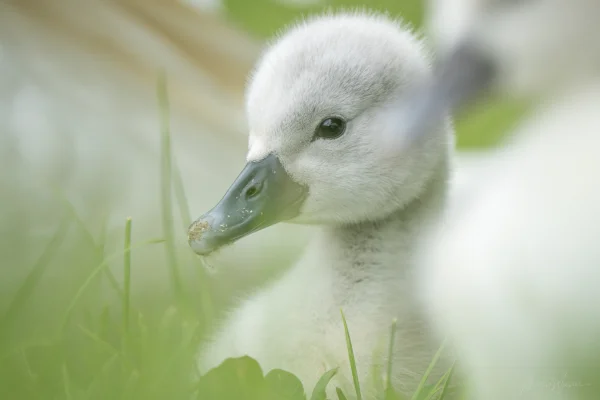 Höckerschwan (Cygnus olor)
