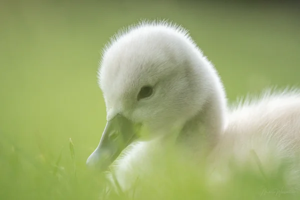Höckerschwan (Cygnus olor)
