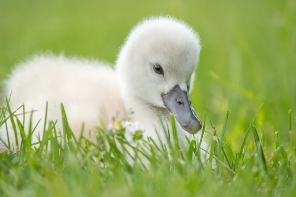 Höckerschwan (Cygnus olor)