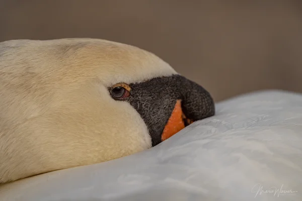 Höckerschwan (Cygnus olor)