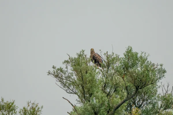 Seeadler