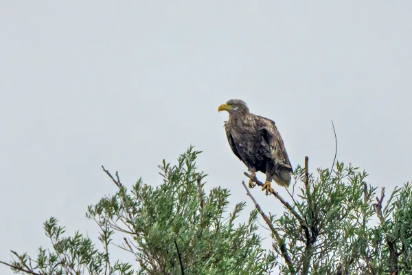 Seeadler