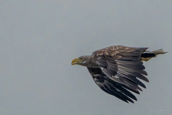 Seeadler