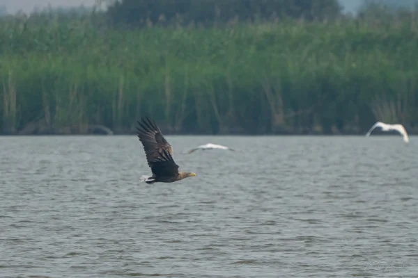Seeadler