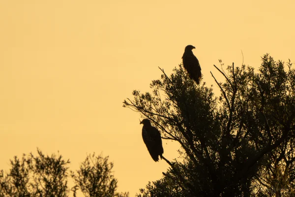 Seeadler