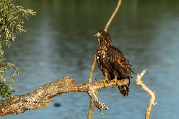 Seeadler