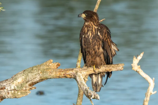Seeadler