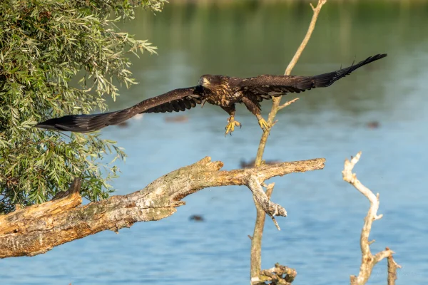 Seeadler