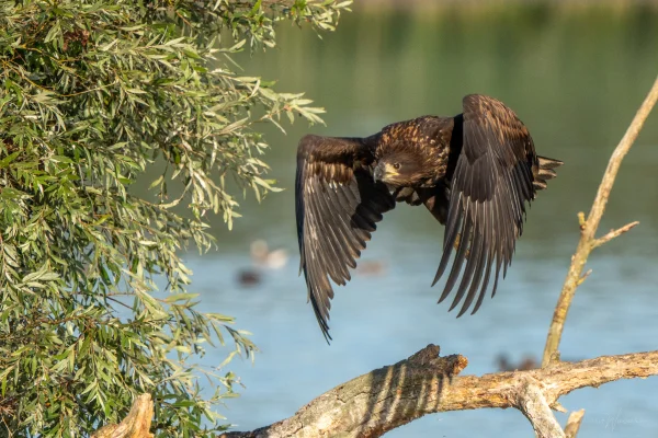Seeadler