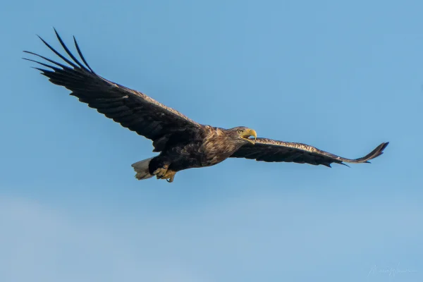 Seeadler