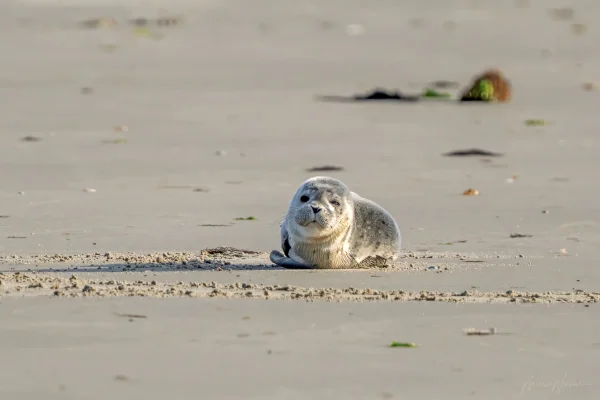 Seehund