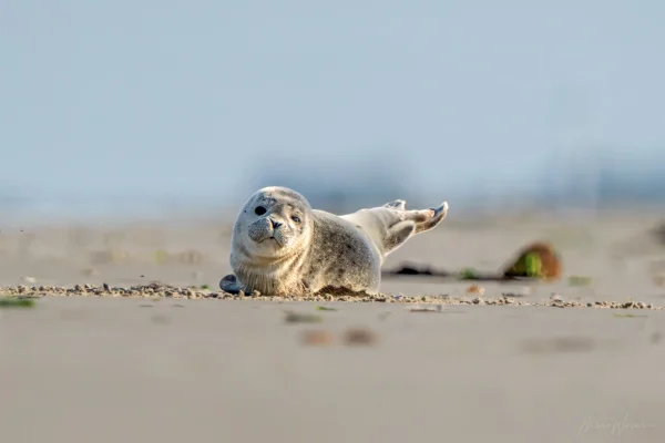 Seehund