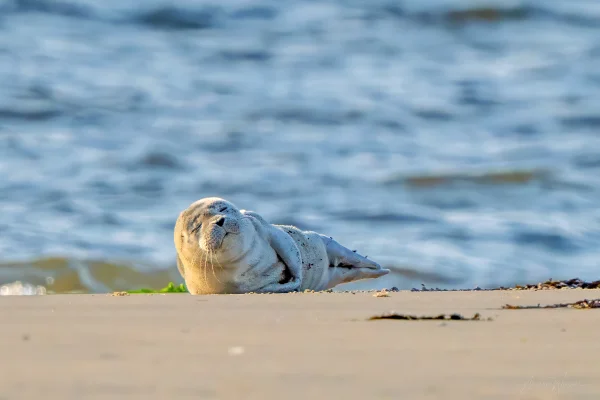 Seehund