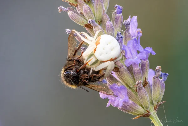 Veränderliche Krabbenspinne