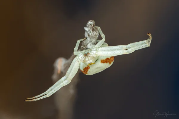 Veränderliche Krabbenspinne