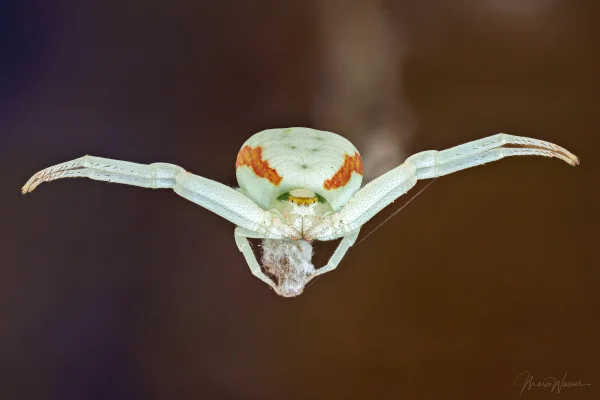Veränderliche Krabbenspinne