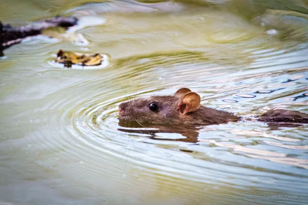 Wanderratte