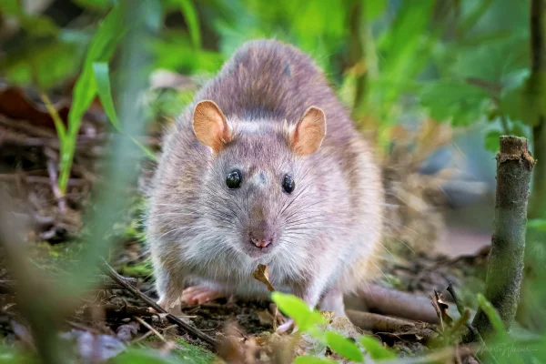 Wanderratte