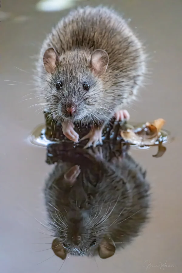Wanderratte