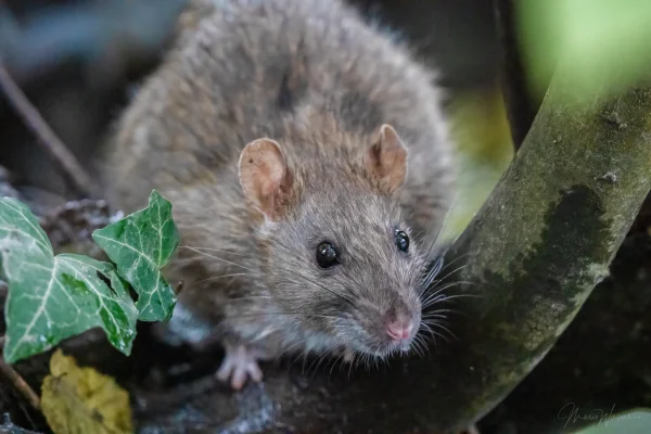 Wanderratte
