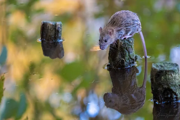 Wanderratte