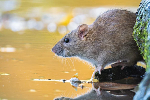 Wanderratte