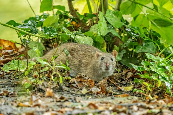 Wanderratte