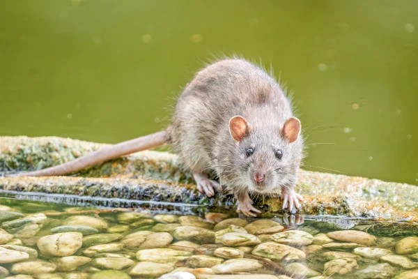 Wanderratte