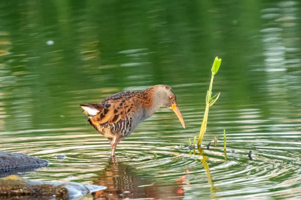 Wasserralle