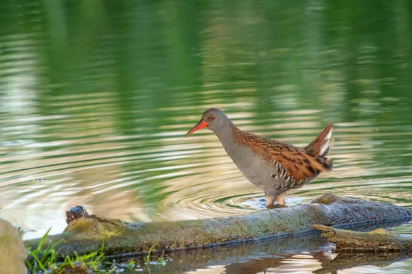 Wasserralle