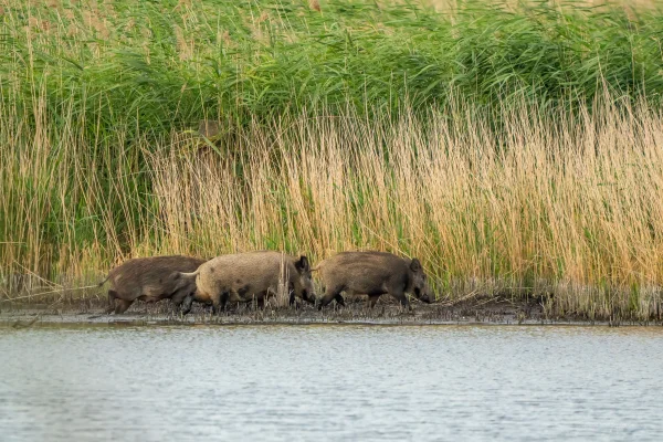 Wildschwein