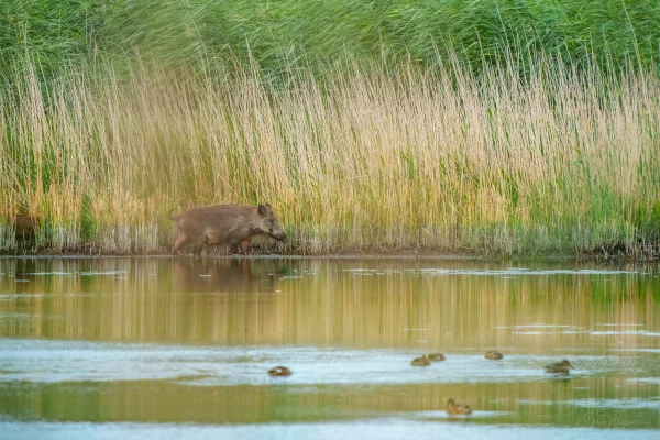 Wildschwein