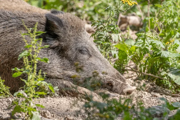 Wildschwein (Sus scrofa)