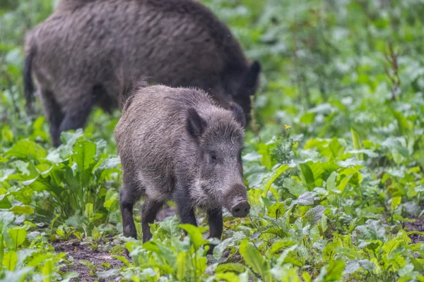 Wildschwein (Sus scrofa)