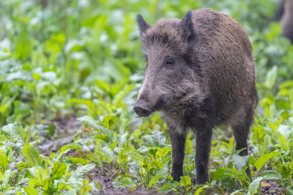 Wildschwein (Sus scrofa)