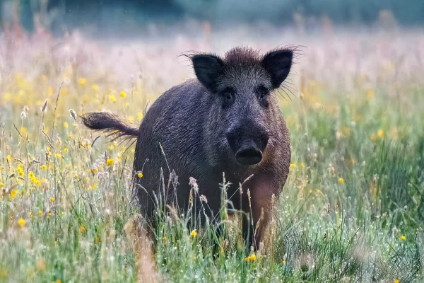 Wildschwein